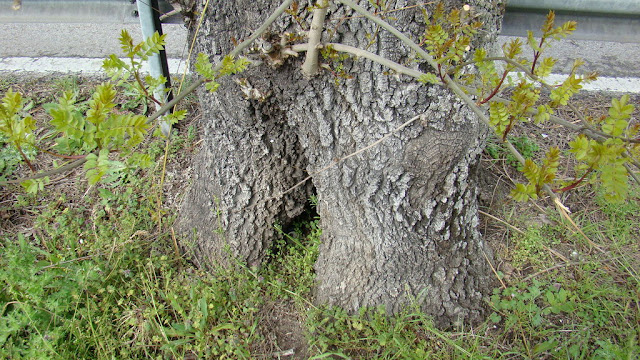 Fresno de hoja estrecha (Fraxinus angustifolia Vahl.).