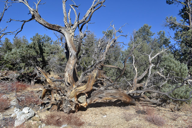 fallen dead pinon