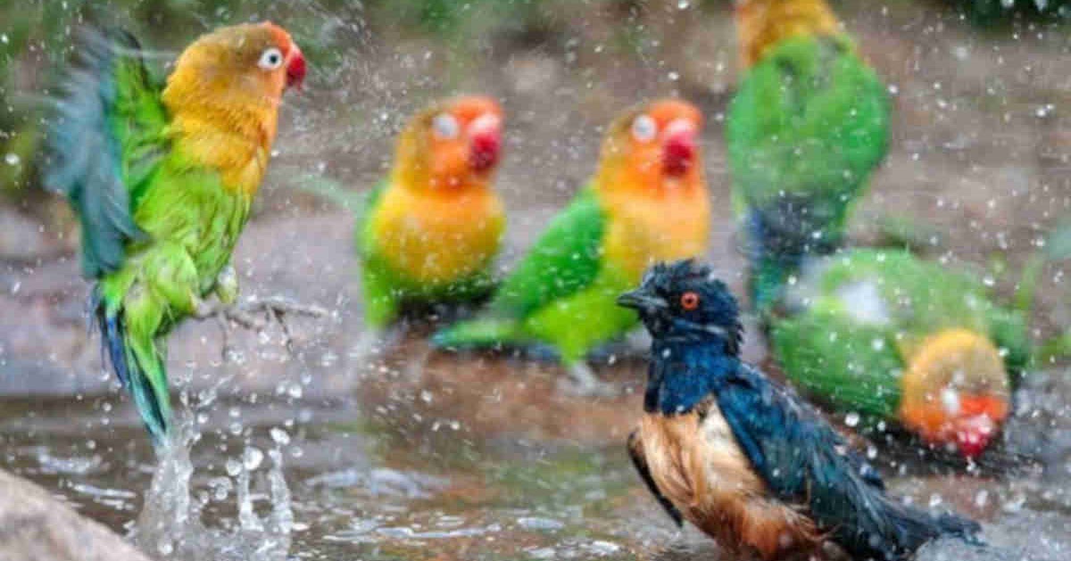 Mengetahui Kebiasaan Burung Lovebird Ketika Di Alam Liar Alam Bebas Sukses Perawatan