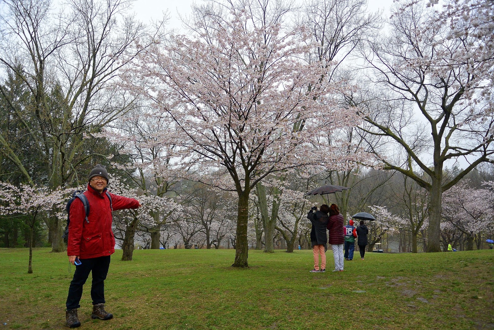 Cherry Blossoms at High Park Toronto Spring 2017 🌸 Tony Johor Kaki