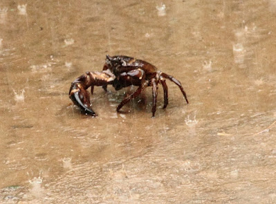 "Crab, also inhabit the streams of Mount Abu"