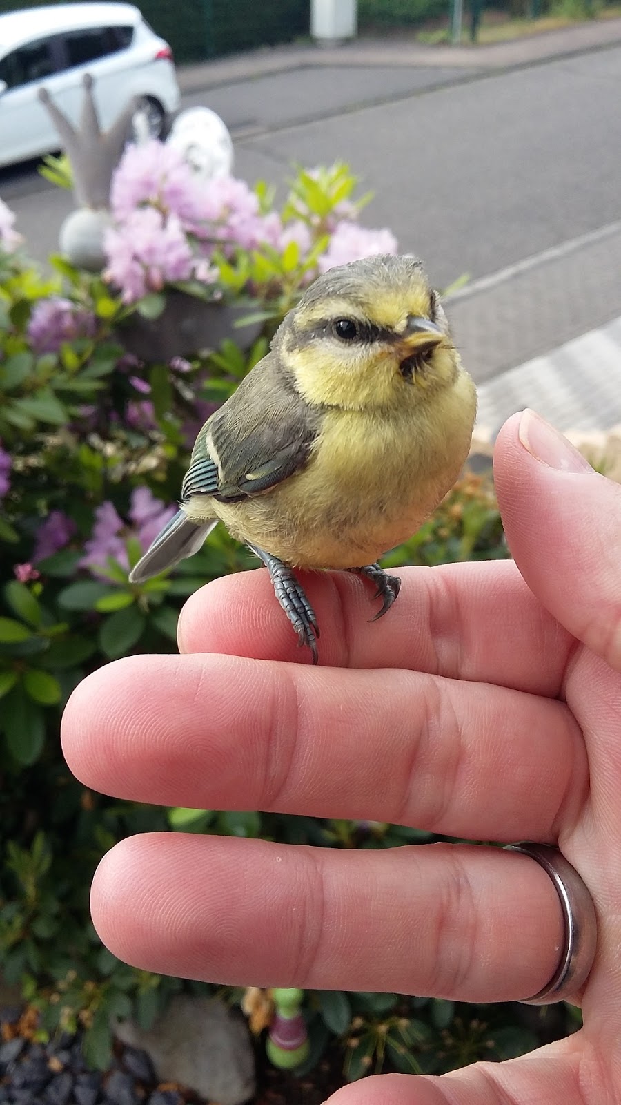 Picture of bird sitting on a hand.