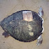 [Eλλάδα]Αποκεφαλισμοί θαλάσσιων χελωνών στη  Νάξο 