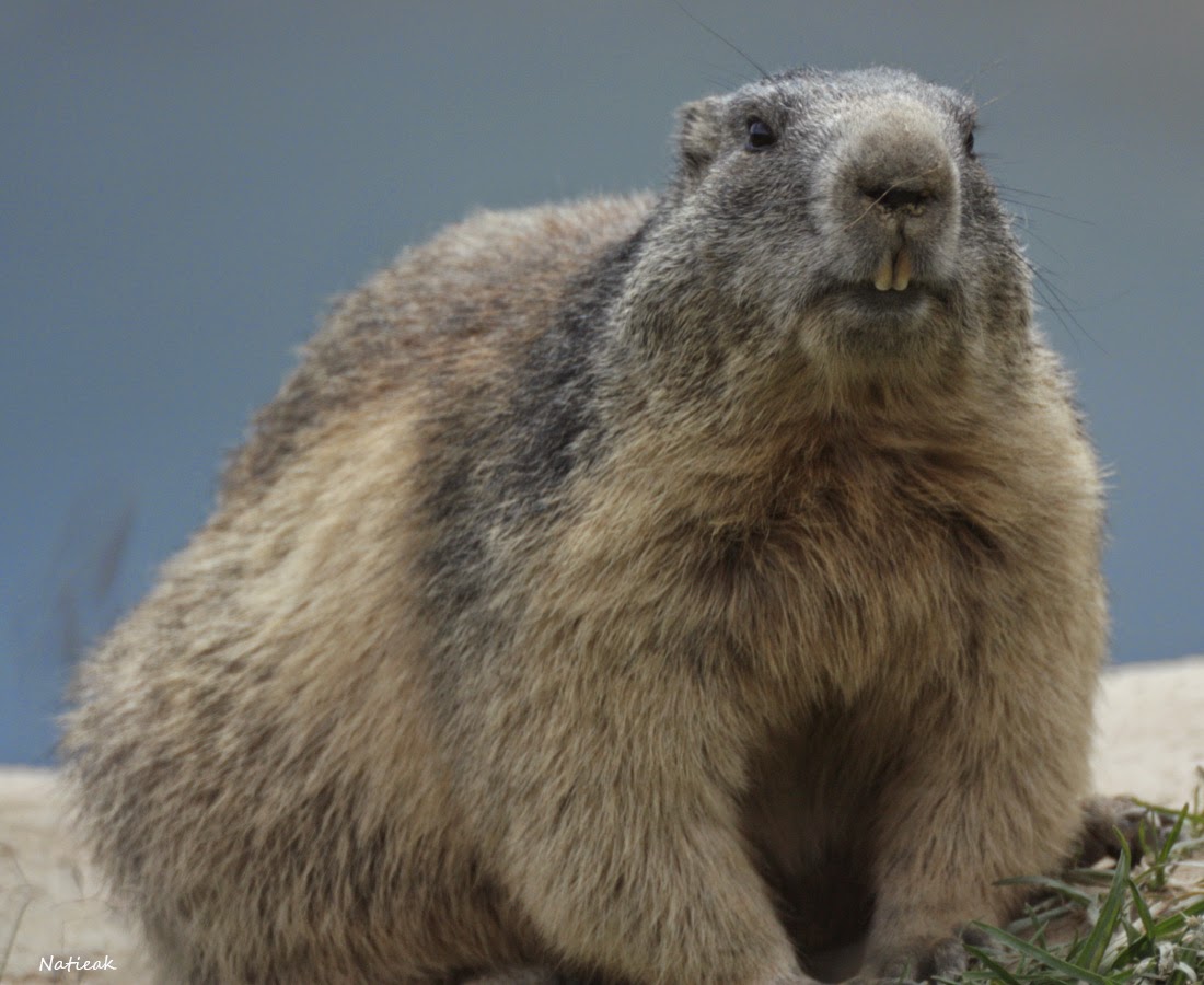 Marmottes  Aussois  refuge de la Fournache