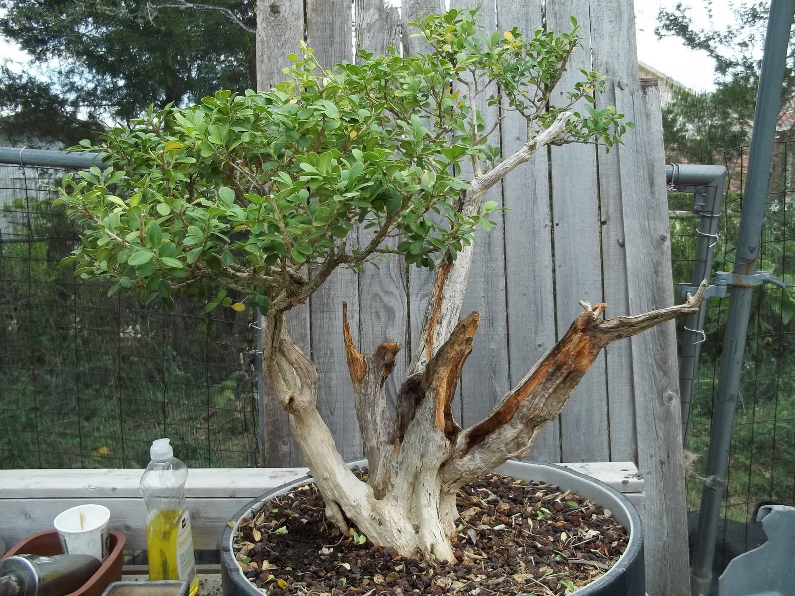 Bent Tree Bonsai The karate Kid & Bonsai