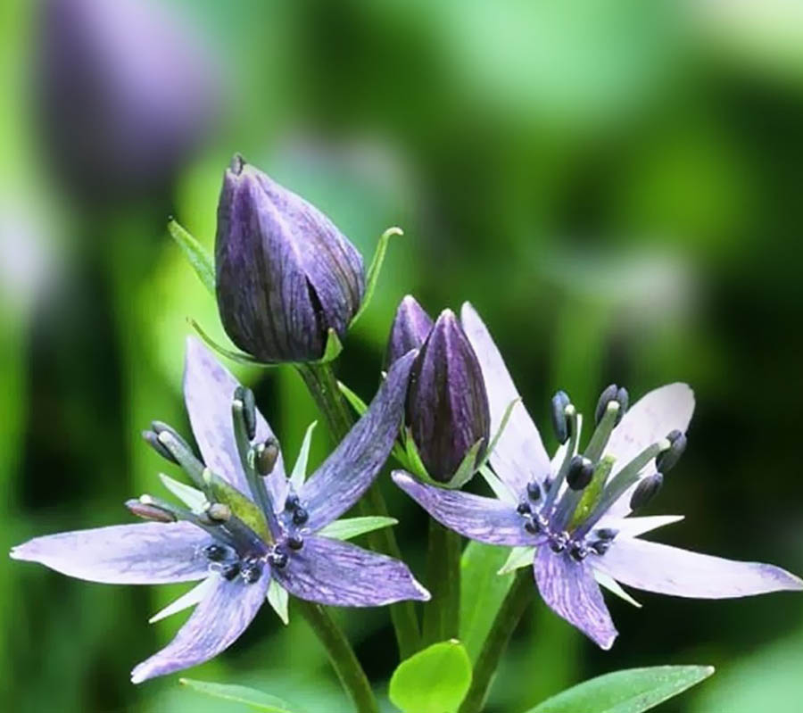 Herbalkart | The Online Herbal Store: Chirata - Nilavembu