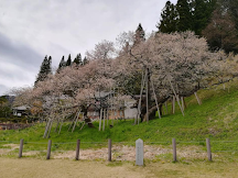 名古屋+中部北陸櫻花情報2019(更新4月29日)