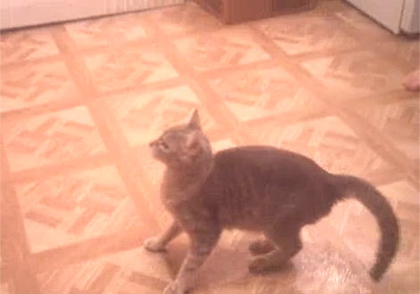 Video : タイミングを逃したネコ（笑）