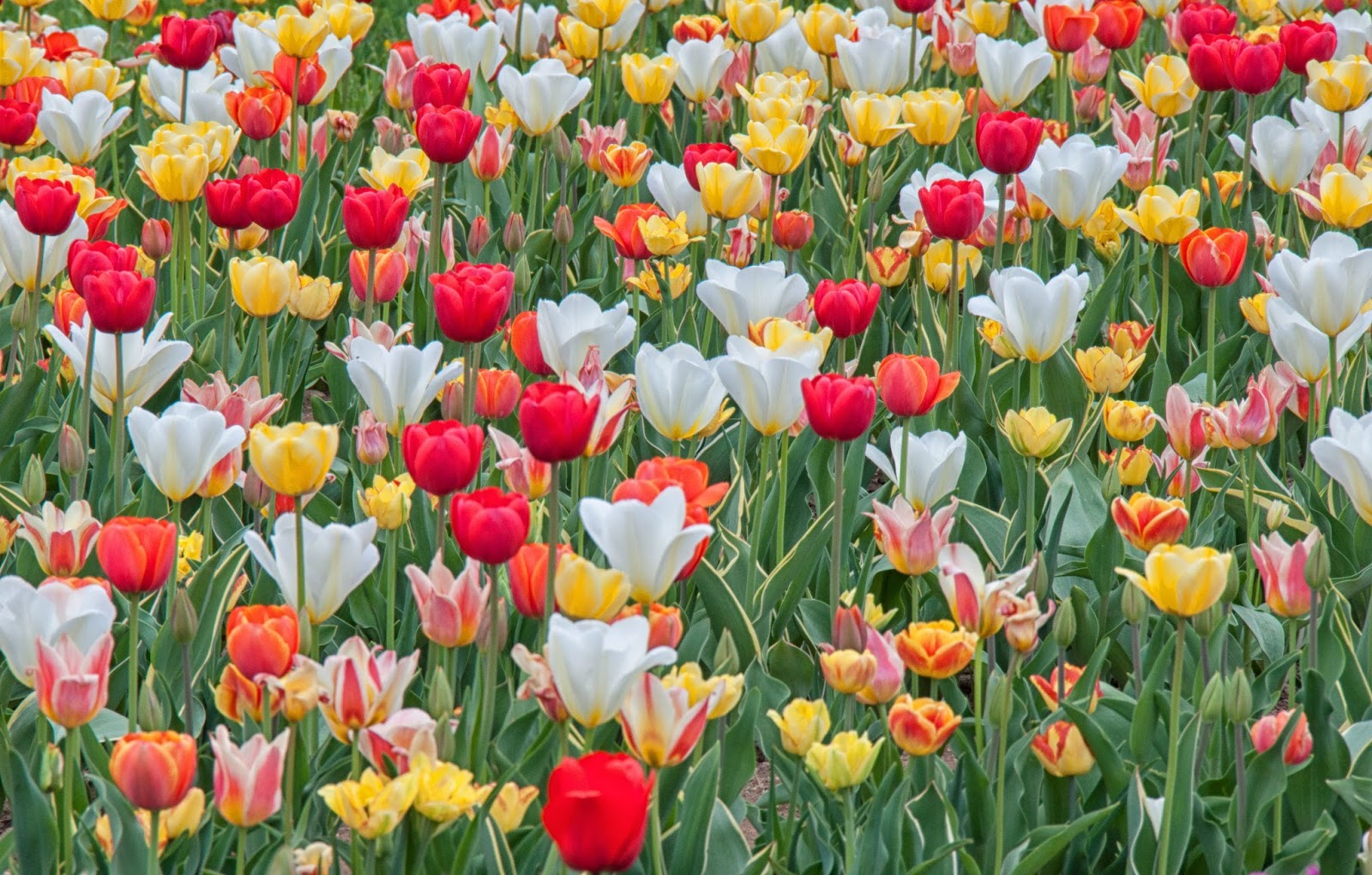 Carol's View Of New England: Wicked Tulips Flower Farm