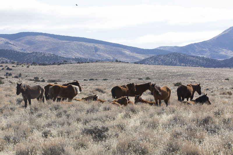 Visiting The Wild Horses Of Carson Valley Munchie Musings