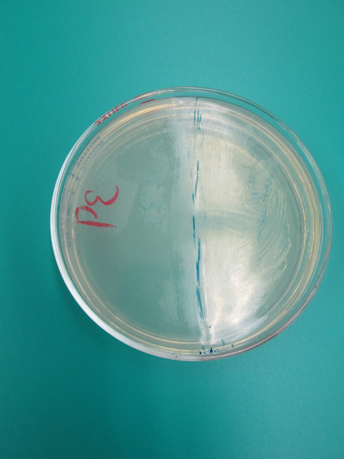 Medical Microbiology May 2013