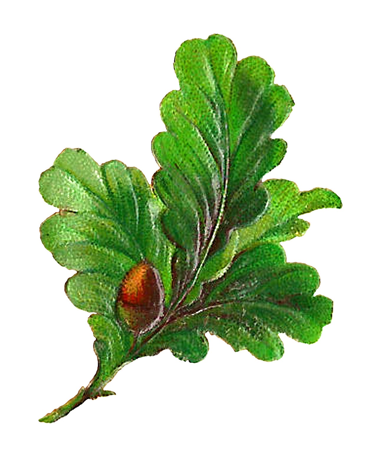 vintage leaf clip art - photo #33