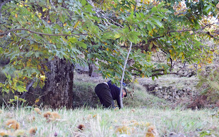 Tornavacas recogiendo castañas en otoño