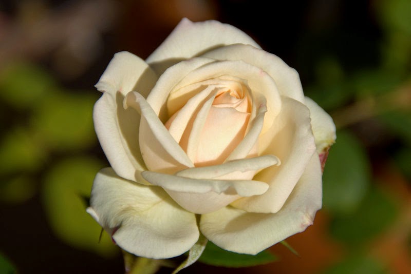 Organic Garden Dreams: January Roses