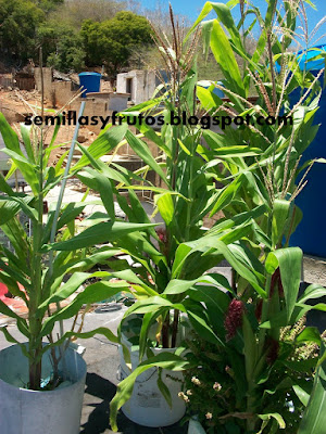 MI TECHO VERDE: MAIZ EN MACETAS