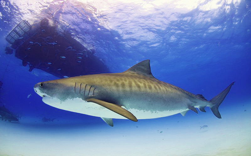50 tiger shark facts cool and informative all five oceans