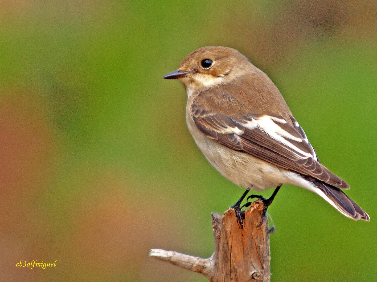 Miguel fotografia: Papamoscas cerrojillo, (Ficedula hypoleuca)