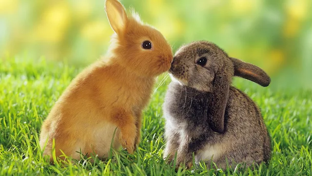 Foto van twee konijnen op het gras