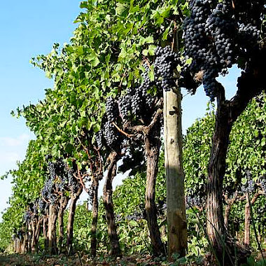 Cultivos de uvas