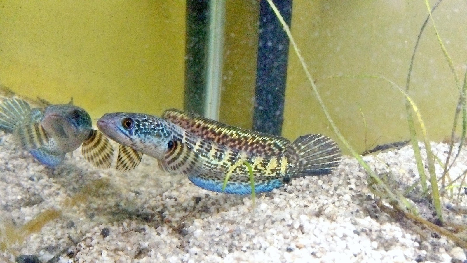 Mahamaya Hiko: Jual Channa : aurantimaculata, andrao ...