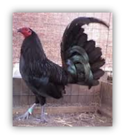 GALLOS FINOS: WARHORSES (CABALLOS DE GUERRA)