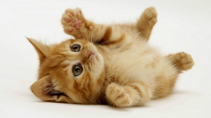 seputar kucing fakta unik seputar kucing makan kucing anak kucing lucu