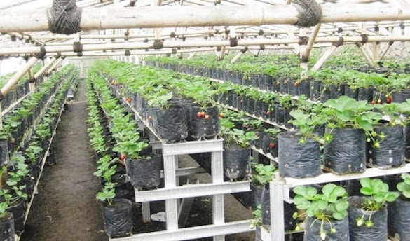 Cara Menanam Strawberry Di Polybag Halaman Rumah