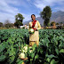 Indian State of Goa to Pay Farmers to Go 100% Organic
