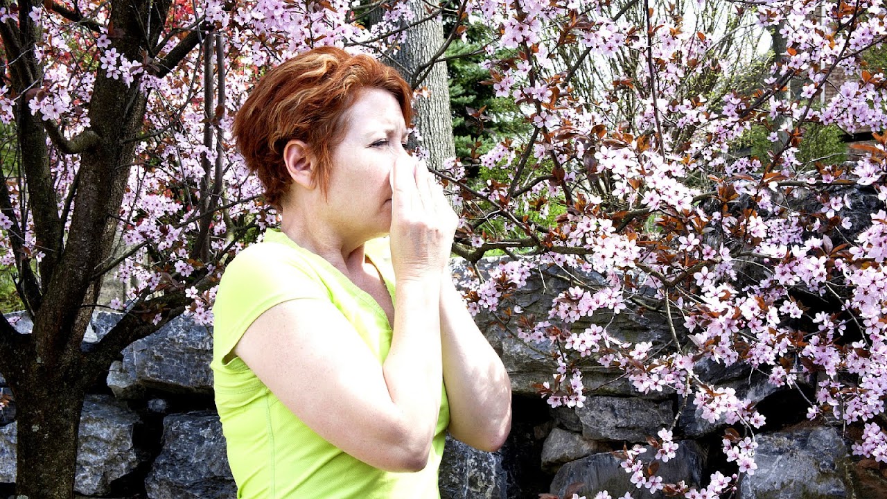 Worst Trees For Allergies Tree Choices