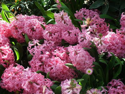 2012 Spring Flower Show mass of pink hyacinths by garden muses: a Toronto gardening blog