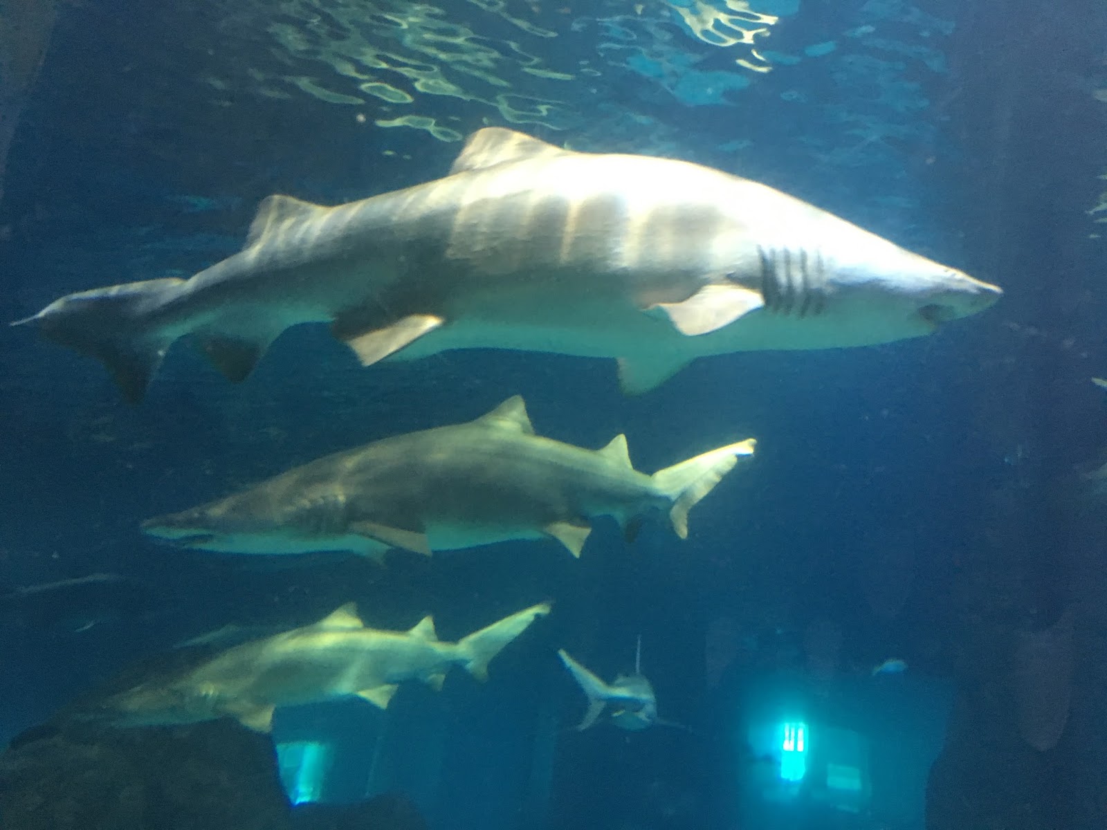 A Journey into the Past New Jersey State Aquarium