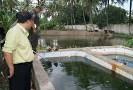 contoh kolam ikan arwana contoh kolam ikan arwana