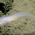 Риба-призрак заснета за пръв път в дълбините на Марианската падина (видео)