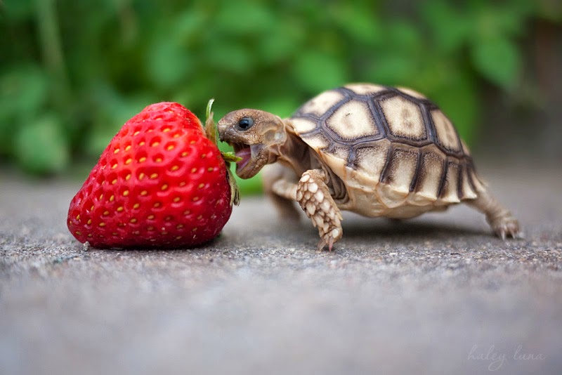 tortoise%2Bstrawberry.jpg