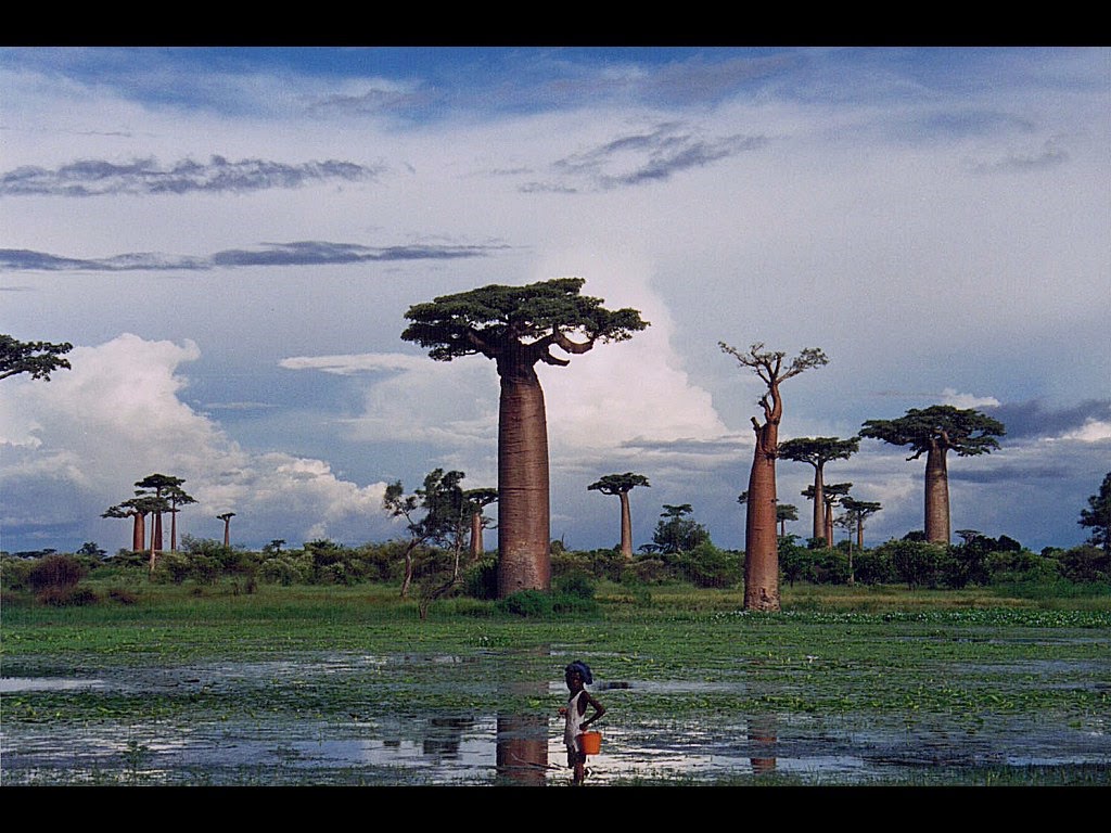 Giant Trees From Around The World: Baobab trees