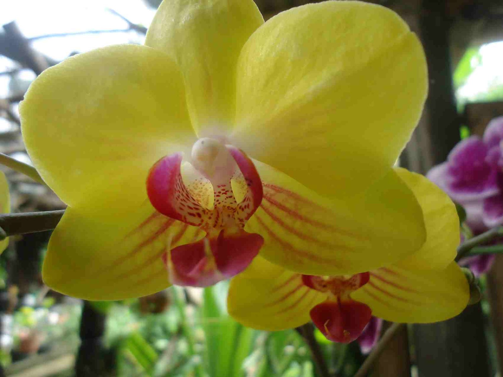 40+ Gambar Bunga Anggrek Warna Kuning Simple Dan Minimalis