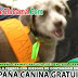 Campaña Gratuita Canina en Casa Grande 