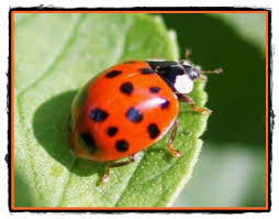 Cantecele Si Jocuri De Copii Mari Si Mici Gandacelul Elena Farago Voce Dana Maria