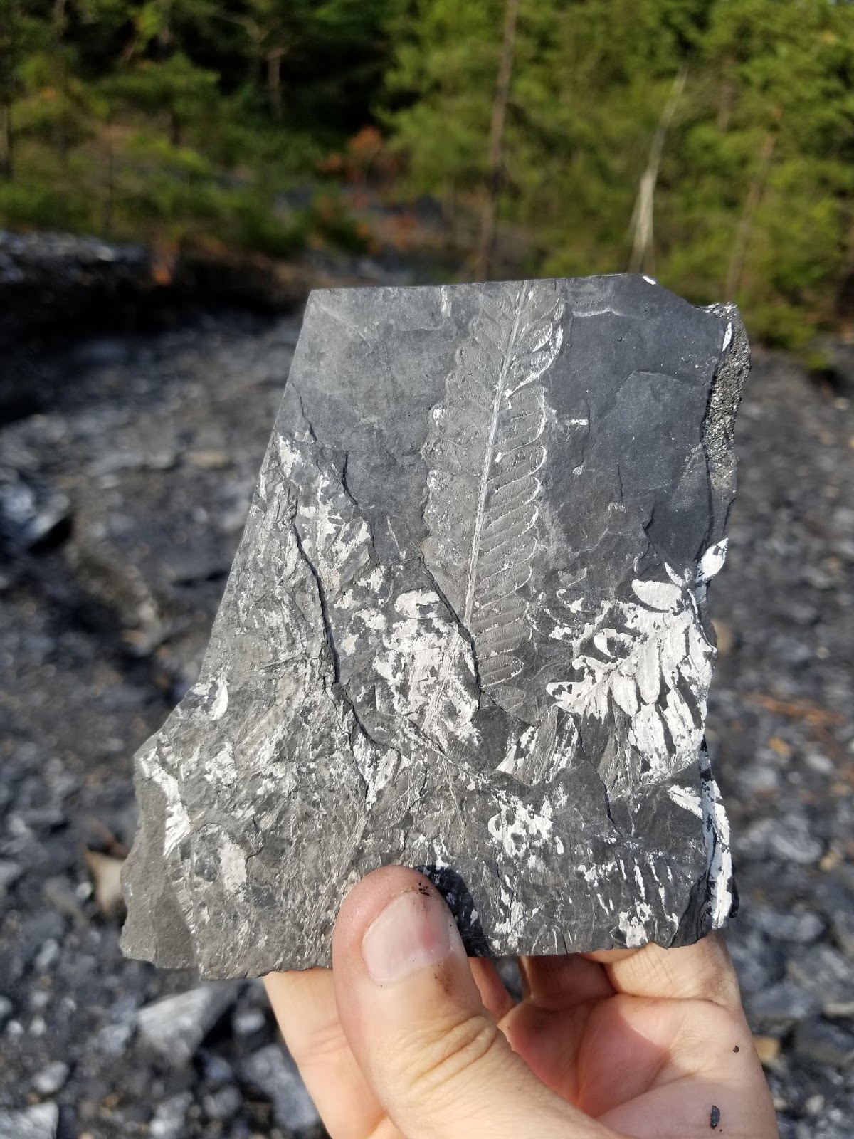 Rockhounding in the USA The Famous Fern Fossils of Pennsylvania