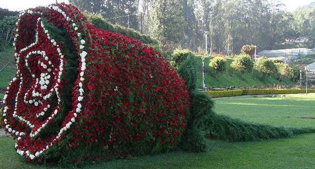 Beautifull and Amazing Flower