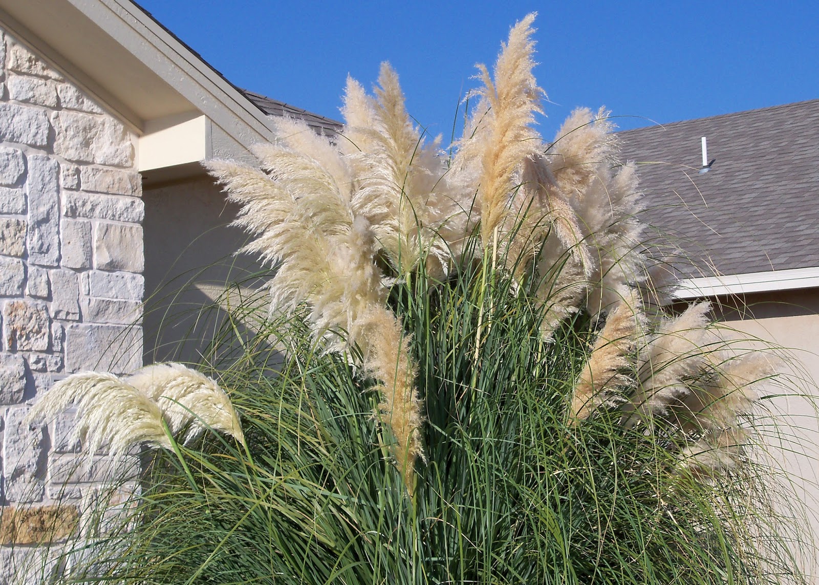 MY LIVING LENS: PAMPAS GRASS MY LIVING LENS PAMPAS GRASS