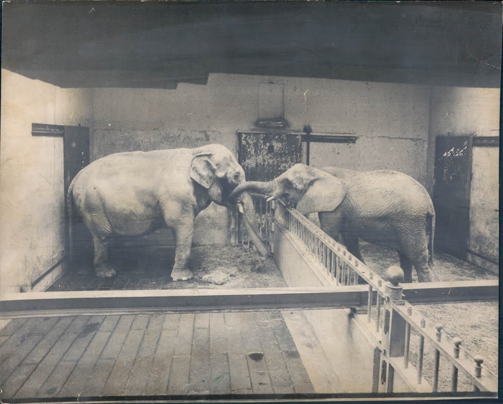 The Circus "NO SPIN ZONE" For RadarBrookfield Zoo's "Pachyderm House"