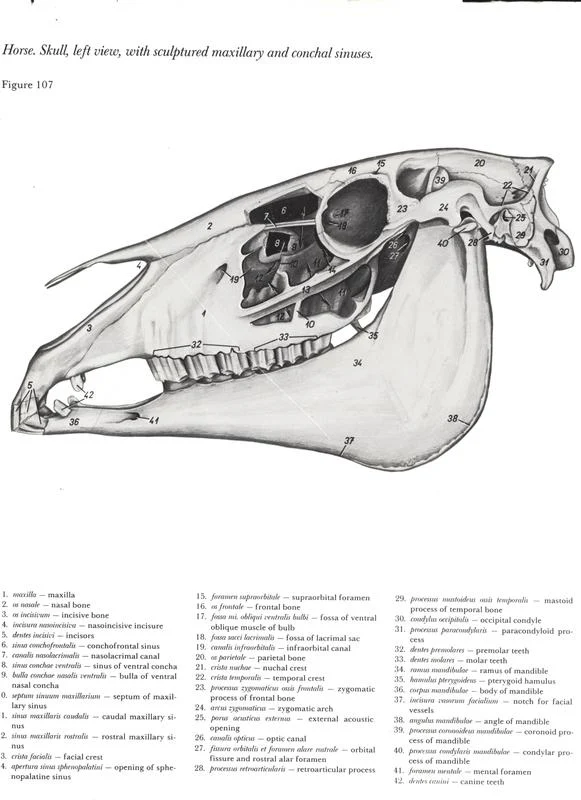 horse-cavalo-skull-anatomy-anatomia-cranio-maxilar-sinusal-sinuses-vetarq