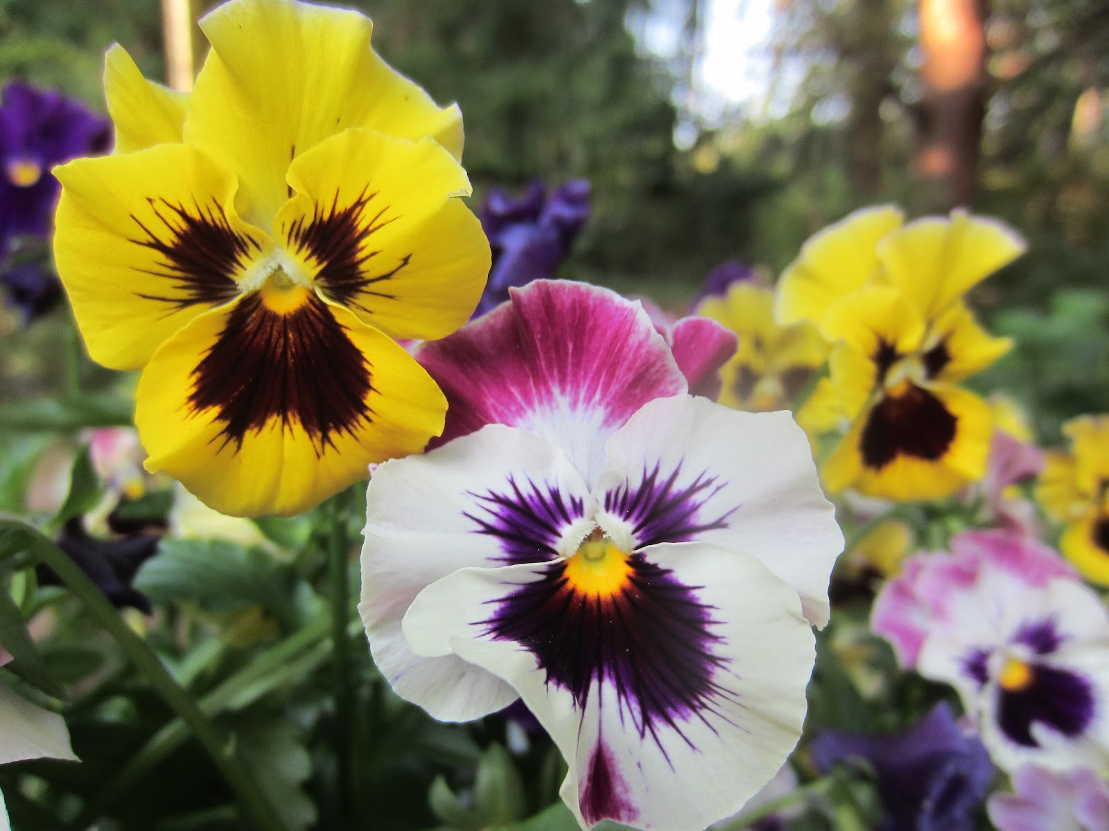 Beatrice Euphemie Potting up Fall Pansies