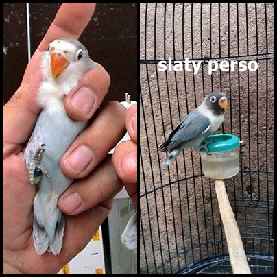 Ciri Ciri Lovebird Slaty Dan Harganya Peternakan Dan Perkebunan