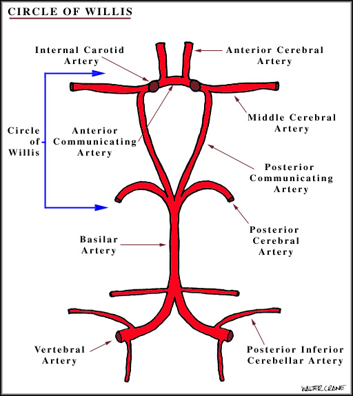 Anatomy Lectures Blood Supply Of CNS anatomy-lectures-blood-supply-of-cns
