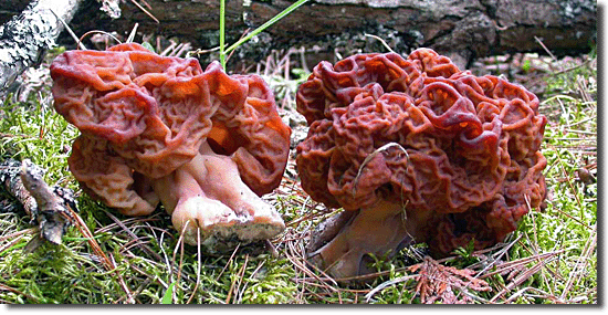 Cogumelo Cérebro - Gyromitra esculenta