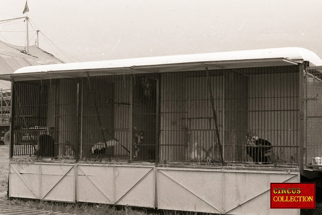 Blaireau, singe, vautour et divers animaux au zoo du cirque