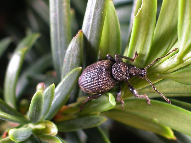 HOW TO RECOGNISE VINE WEEVIL DAMAGE ON PLANTS The Garden of Eaden