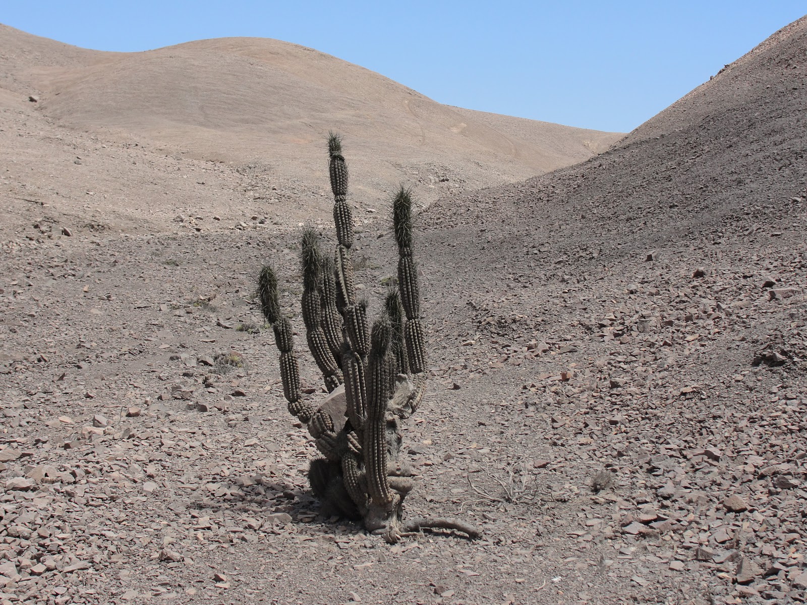 Caminantes del Desierto: 2016-01-31